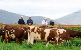 Trang trại bò sữa organic tiêu chuẩn châu Âu đâu tiên tại Việt Nam