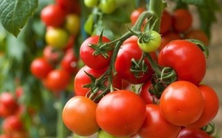 Cách bảo quản cà chua được nhiều mẹ thích thú