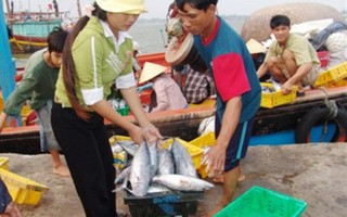 Quảng Bình mua hết cá cho dân 