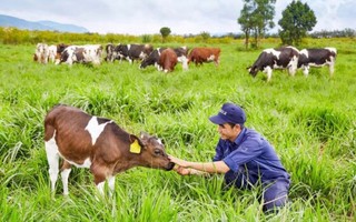 Vinamilk đạt chứng nhận trang trại bò sữa organic đầu tiên