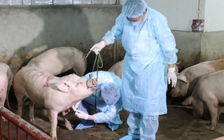 Thanh Hóa tiêu hủy 226 con lợn bị dịch tả lợn châu Phi