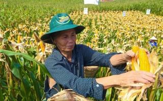 Chuyển trồng lúa sang ngô được hỗ trợ 3 triệu đồng/ha