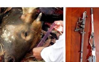 Đồng Nai: Bắt hai nghi can bắn bò tót khu bảo tồn