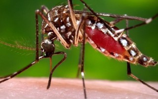 36 quốc gia ghi nhận có virus Zika