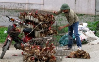1,6 tấn gà nhập lậu từ Trung Quốc 'tuồn' vào Việt Nam