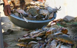 Thêm nhiều mẫu cá, ghẹ ở Hà Tĩnh nhiễm phenol, cyanua