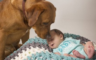 5 cách giữ an toàn khi nuôi thú cưng trong gia đình 