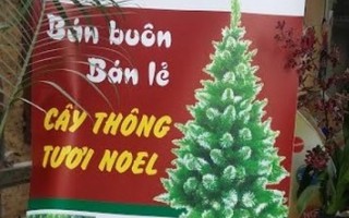 'Săn' cây thông tươi đón Giáng sinh