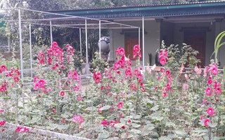 Phong trào nhà nông trồng hoa chơi Tết ở Con Cuông