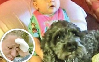 Chú chó dũng cảm đổi mạng sống cho cô chủ nhỏ