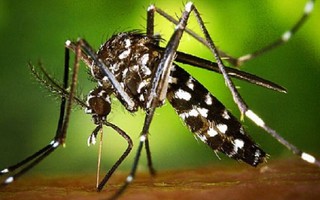 TPHCM: Gần 50 trường hợp nhiễm virus Zika
