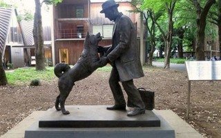 Câu chuyện lay động về chú chó Hachiko trung thành ở Nhật Bản
