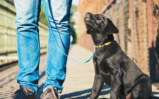 Những quy định bắt buộc đối với người nuôi chó