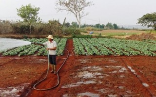 HTX chuyên canh rau sạch ở Gia Lai