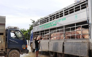 14 con lợn nhiễm tả châu Phi vẫn được cấp chứng nhận kiểm dịch