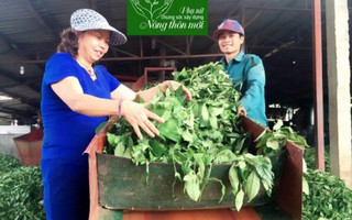 9 nữ nông dân Việt Nam được vinh danh tại Hà Nội 