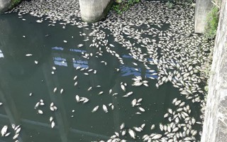 Nghệ An: Nguyên nhân cá chết nổi trắng tại hồ điều hòa Cửa Nam