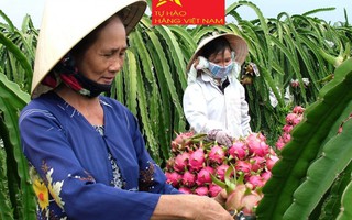 Giá thanh long Bình Thuận tăng vọt nhờ ‘chỉ dẫn địa lý’