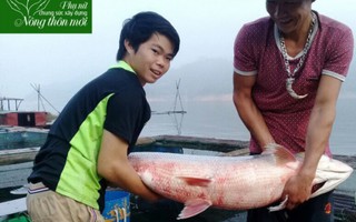Nuôi cá đặc sản theo chuẩn VietGap trên lòng hồ sông Đà