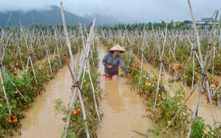 Làng rau Trà Quế điêu đứng sau lũ