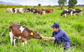 Khám phá trang trại bò sữa organic tiêu chuẩn châu Âu của Vinamilk