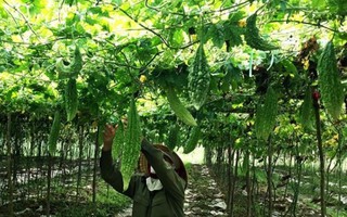 Thu nhập cao từ trồng cây mướp đắng sạch ở Hiền Ninh