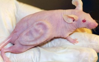 Những thử nghiệm kinh hoàng tạo ra loài chuột mang bộ phận con người