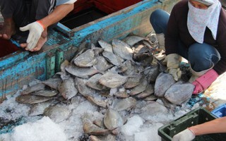 Ngư dân miền Trung: 'Lộc biển' mang lại tiền tỉ ngày đầu năm