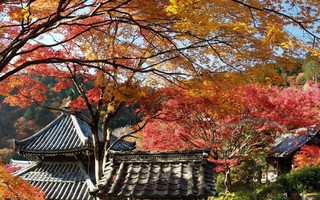 Mê đắm cảnh sắc mùa thu Kyoto 