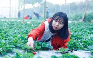 Check-in vườn dâu tây 2.500m2 chín mọng giữa lòng Hà Nội