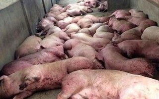 Trong 'bão' dịch tả lợn châu Phi, Thanh Hóa kiểm soát chặt việc tái đàn