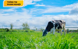 Tiên phong nâng cao chất lượng sữa với trang trại organic đầu tiên