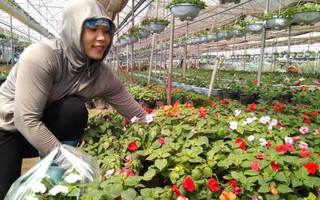 'Săn' cây hoa cảnh cho Tết 2019 giá chỉ từ vài nghìn đồng