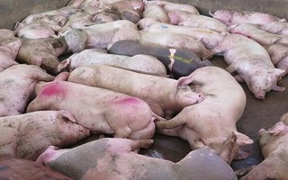 Hà Nội: Xuất hiện dịch lở mồm long móng trên lợn
