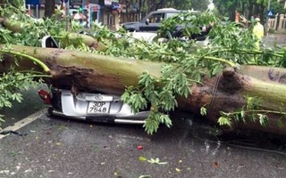 Cây cối tan hoang ở Hà Nội, Nam Định, Ninh Bình