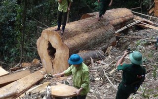 Phạt nặng hành vi khai thác rừng trái pháp luật