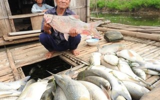 Đền bù cá chết trên sông Bưởi bằng giá thị trường