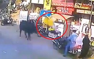 Ấn Độ: Bò điên húc tung một phụ nữ giữa phố