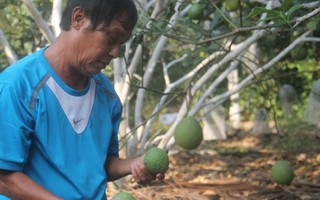 'Phá sản' Lễ hội cây trái ngon và an toàn vì... hết trái ngon