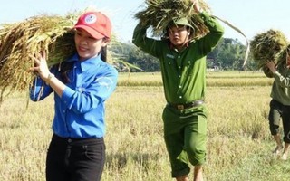Thanh niên, công an cùng xuống đồng giúp dân gặt lúa chạy lũ 