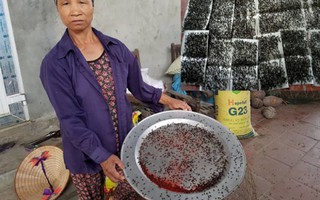 Người dân khu bãi rác Nam Sơn: "Thu hoạch" 5kg ruồi/tuần