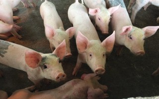 Giá lợn hơi tại miền Bắc giảm sâu vì dịch tả lợn châu Phi