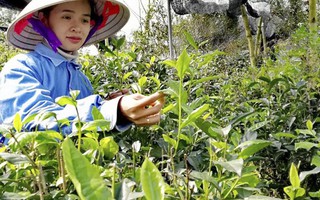 Đưa công nghệ Nhật Bản vào sản xuất trà sinh thái '6 không'