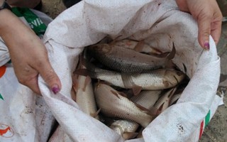 Dân Bình Thuận rủ nhau bắt đàn cá cả ngàn con nhờ xả lũ 