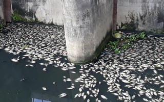 Nghệ An: Cá chết trắng hồ, dân lao đao vì ô nhiễm