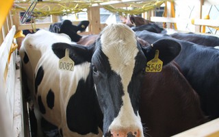 Hơn 200 cô bò sữa hữu cơ ‘cưỡi’ máy bay từ Úc về Việt Nam