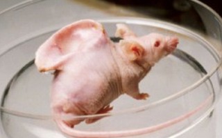 Biến đổi gene của lợn lấy tạng ghép cho người