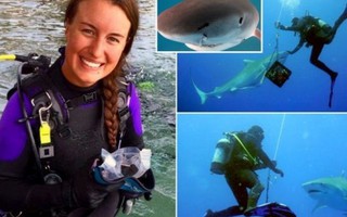 Phút sinh tử của nữ thợ lặn khi đối mặt cá mập báo