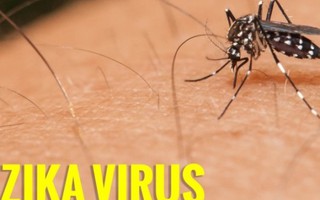 Virus Zika có thể làm teo tinh hoàn