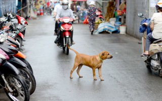 "Tai bay vạ gió" vì chó thả rông